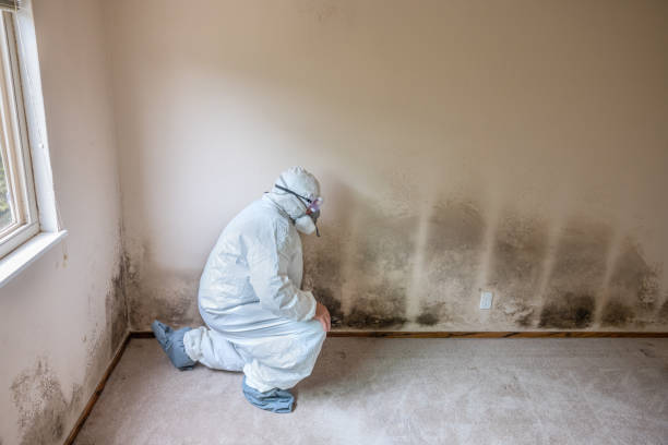 Professional Mold Removal in Gallup, NM