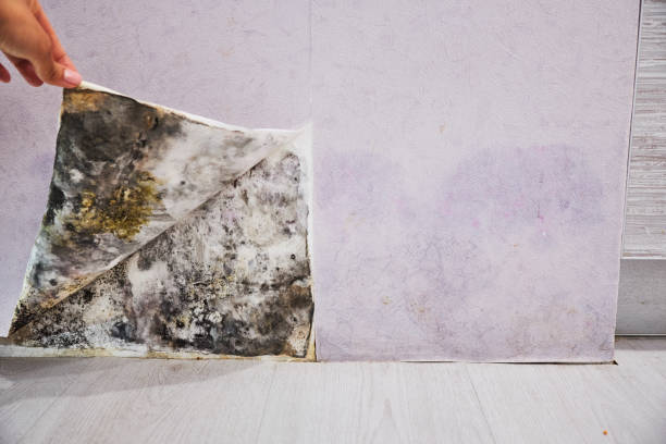 Best Home Mold Removal  in Gallup, NM